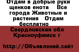 Отдам в добрые руки щенков енота. - Все города Животные и растения » Отдам бесплатно   . Свердловская обл.,Красноуфимск г.